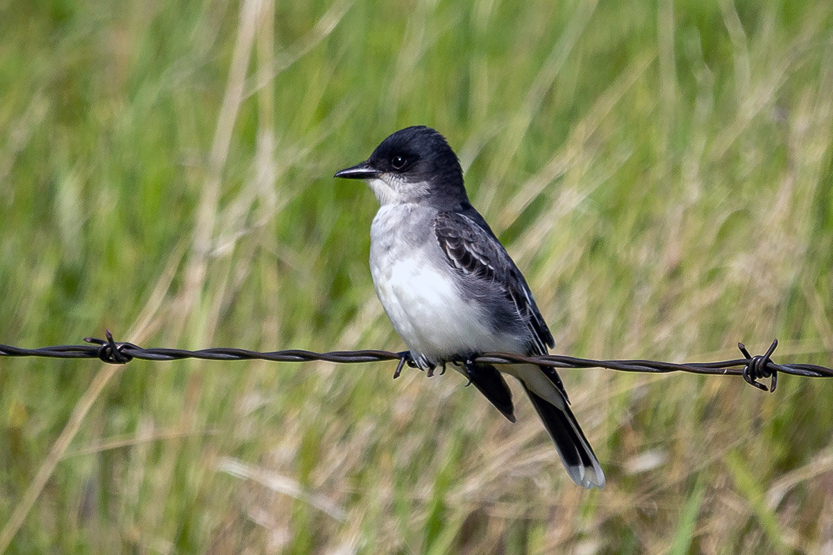 Flycatcher in Alberta's grasslands